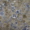 Donnelly Taupe Floral Shirt